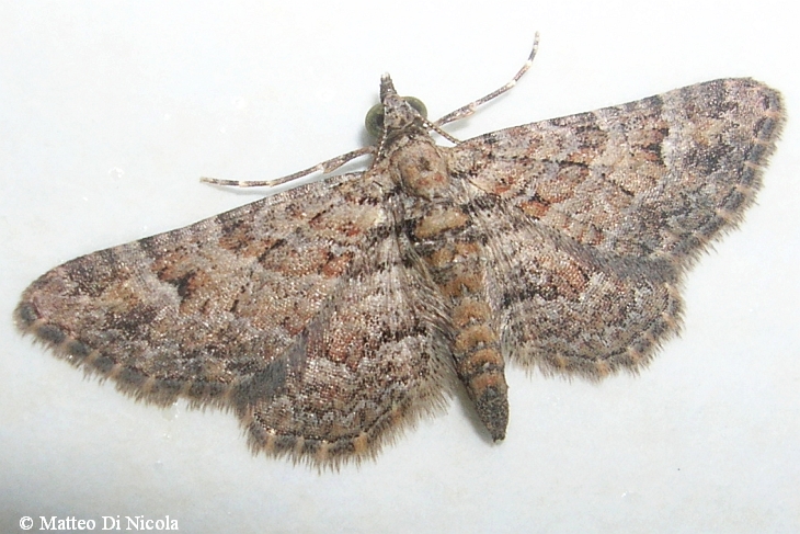 detrerminazione falena - Gymnoscelis rufifasciata