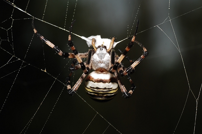 Argiope bruennichi:  preparazione del pranzo