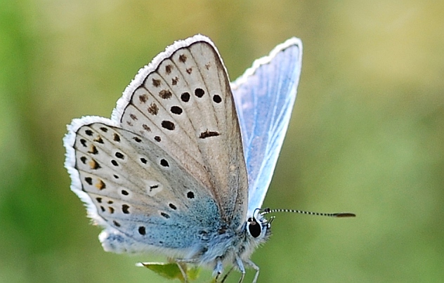 Polyommatus...sp