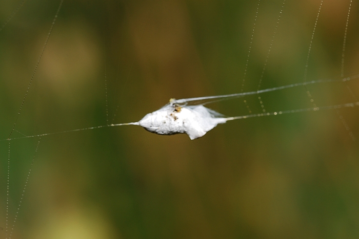 Argiope bruennichi:  preparazione del pranzo