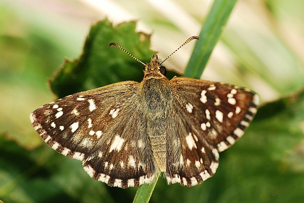 Hesperiidae