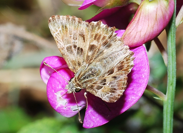 Carcharodus alceae
