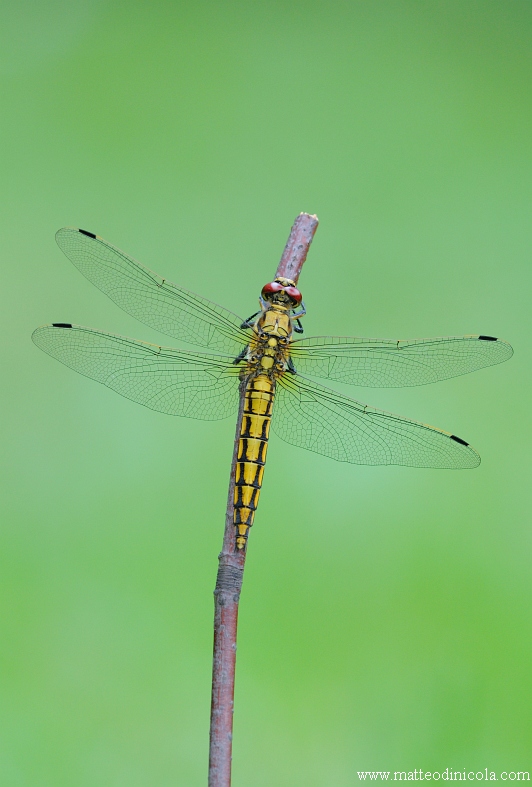 aiuto detemrinazione - Orthetrum cancellatum