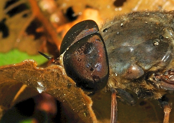 Tabanus sudeticus ?