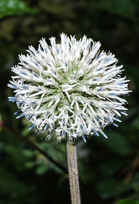 Echinops sp.