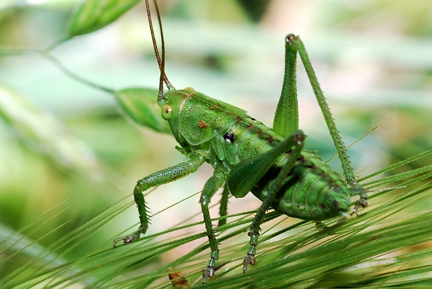 Tettigonidi vari e un Faneropteride