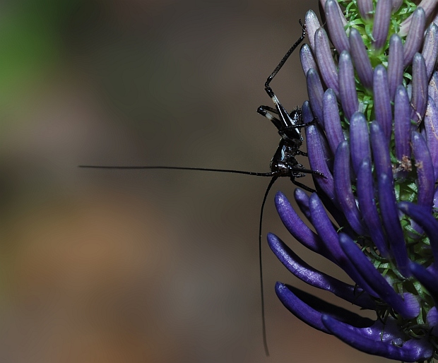 Tettigonidi vari e un Faneropteride