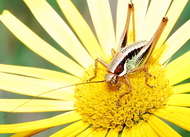 Tettigonidi vari e un Faneropteride