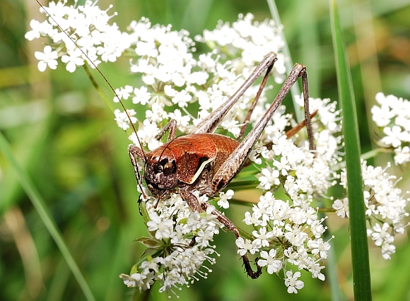 Tettigonidi vari e un Faneropteride