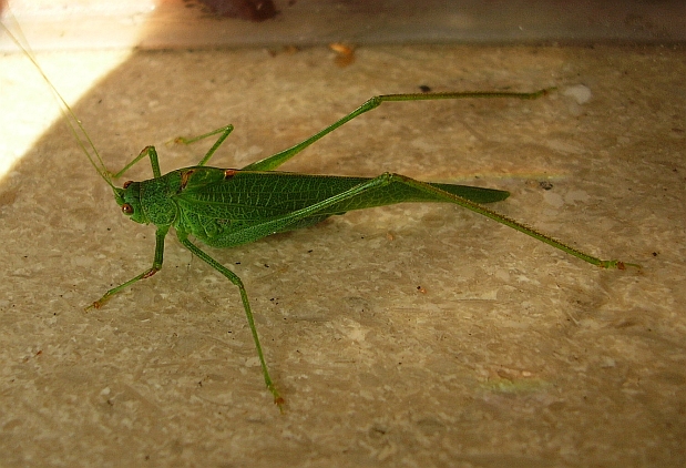 Tettigonidi vari e un Faneropteride