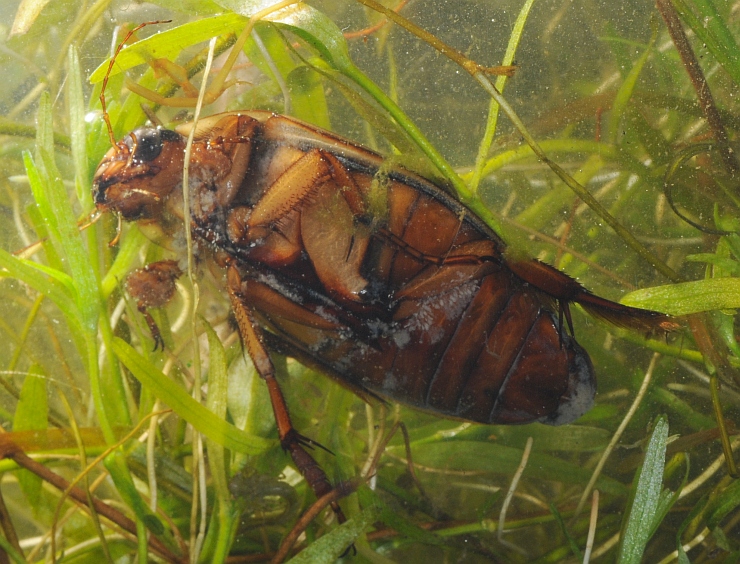 Ditisco (Dytiscus marginalis)