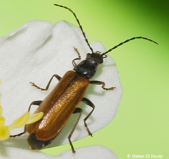 Rhagonycha sp.? nigripes