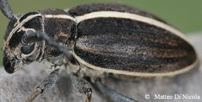 Dorcadion...quale specie ?D. (Pedestredorcadion) arenarium