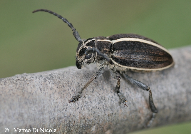 Dorcadion...quale specie ?D. (Pedestredorcadion) arenarium