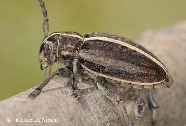 Dorcadion...quale specie ?D. (Pedestredorcadion) arenarium