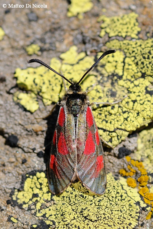 Zygaena in alto Stevio - Zygaena exulans