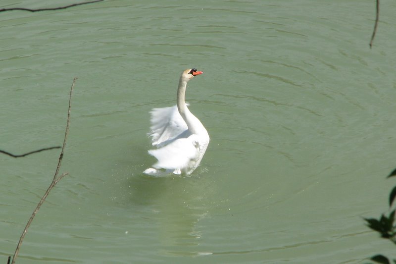 Parco degli Aironi (Varese) (vari artropodi)