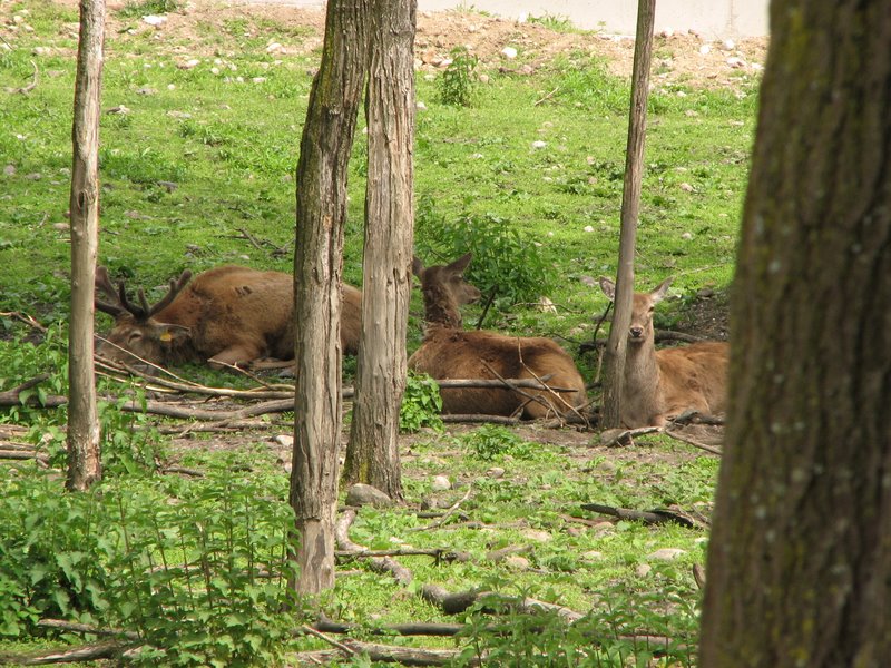 Parco degli Aironi (Varese) (vari artropodi)