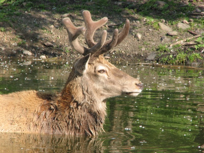 Parco degli Aironi (Varese) (vari artropodi)