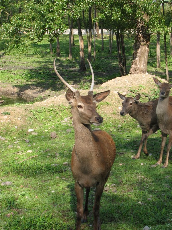 Parco degli Aironi (Varese) (vari artropodi)