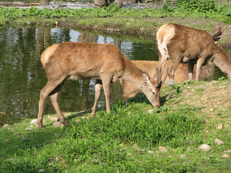 Parco degli Aironi (Varese) (vari artropodi)