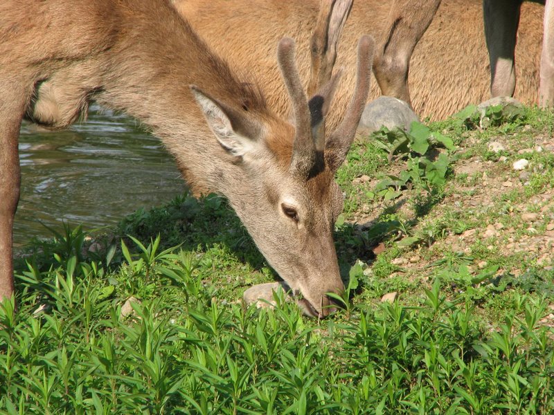 Parco degli Aironi (Varese) (vari artropodi)