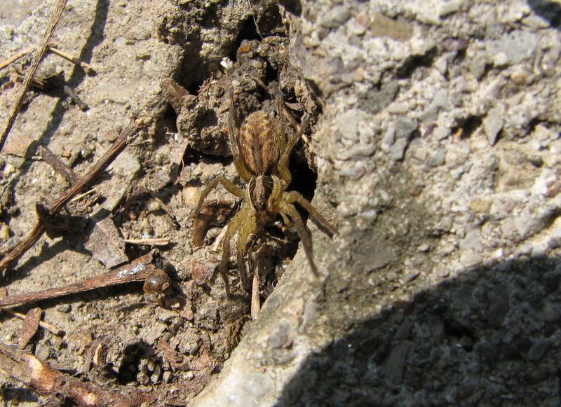 Ragni e opilioni del weekend