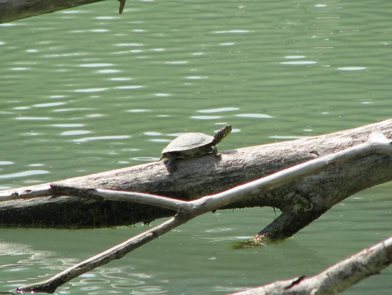 Parco degli Aironi (Varese) (vari artropodi)