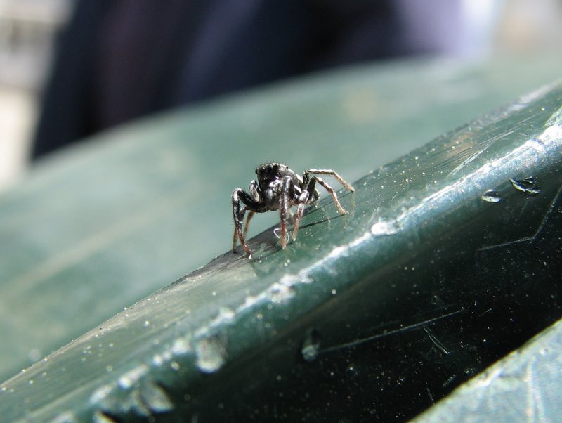 Un Salticidae Genovese