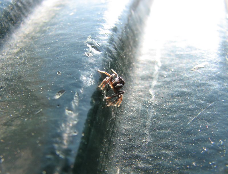 Un Salticidae Genovese