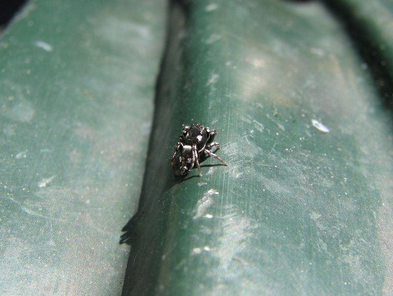 Un Salticidae Genovese