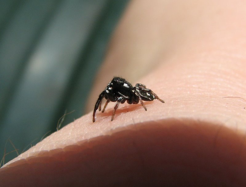 Un Salticidae Genovese