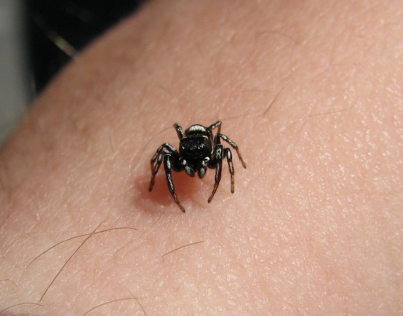 Un Salticidae Genovese
