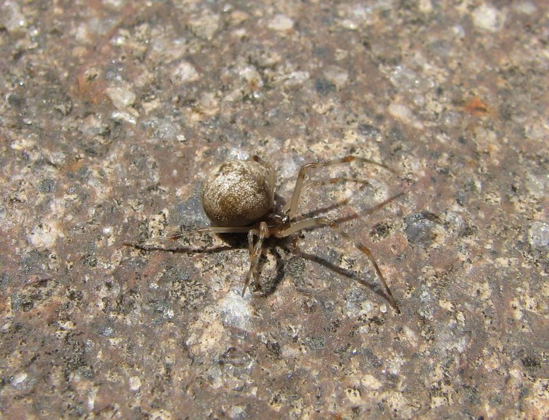 Achaearanea sp. o Parasteatoda tepidariorum