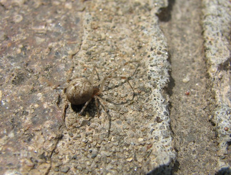 Achaearanea sp. o Parasteatoda tepidariorum