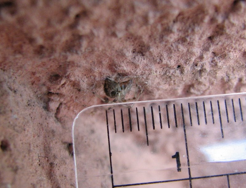 Achaearanea sp. o Parasteatoda tepidariorum