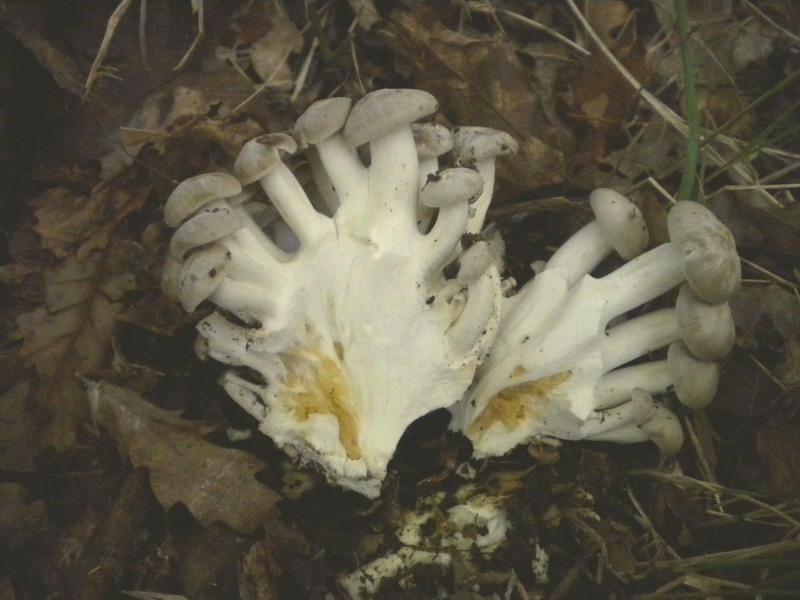 Lyophyllum.fotog.il 15.12.09.