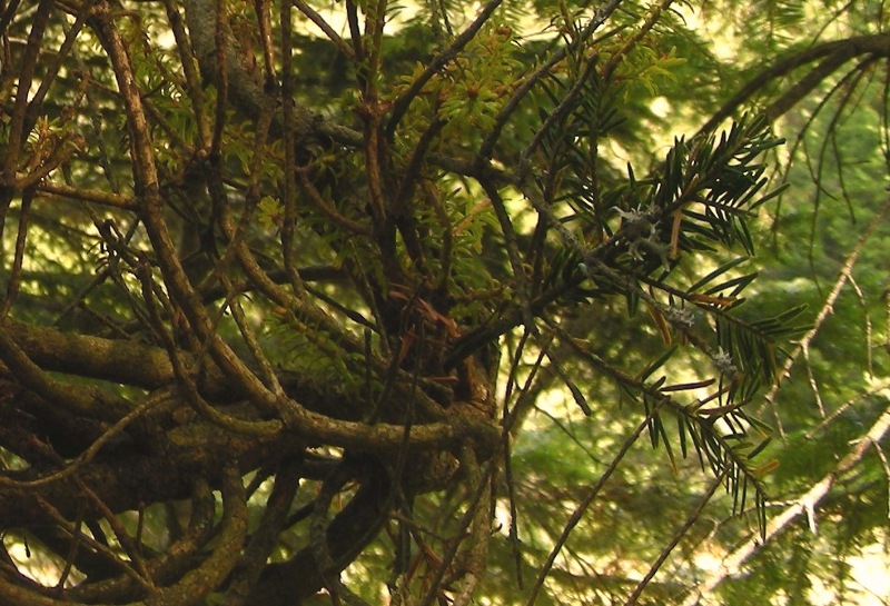 Aberrazione morfologica (scopazzi) in Abies alba