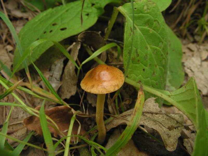 Escursione al parco dei cedri