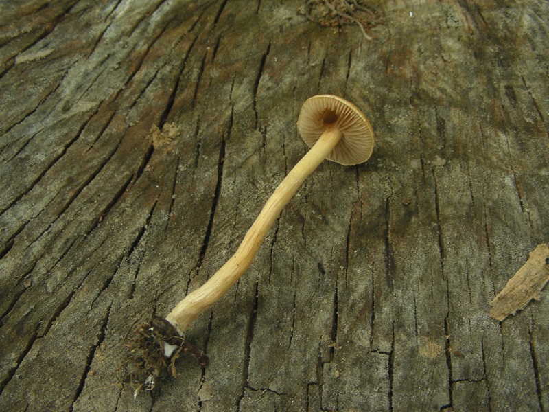 Escursione al parco dei cedri