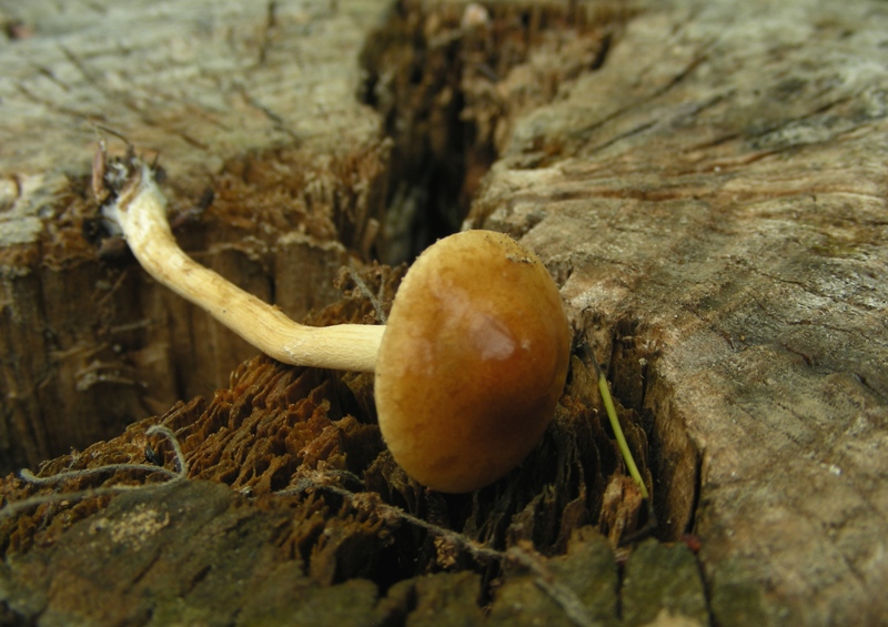 Escursione al parco dei cedri