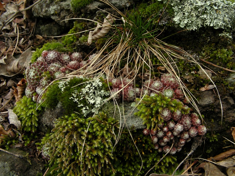 Semprevivi (S. arachnoideum e S. tectorum)