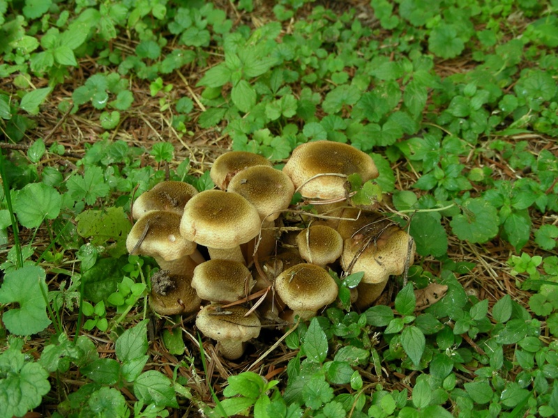 Strana Armillaria