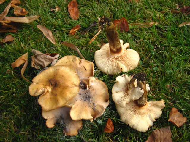 Strana Armillaria capitolo II