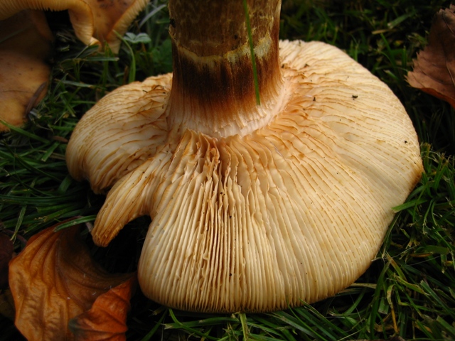 Strana Armillaria capitolo II