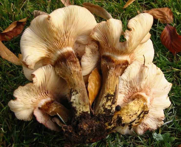 Strana Armillaria capitolo II
