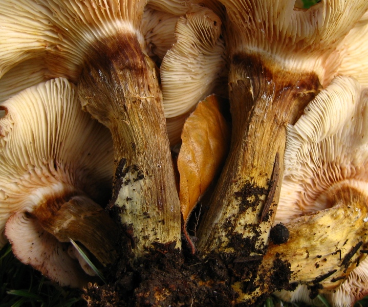 Strana Armillaria capitolo II