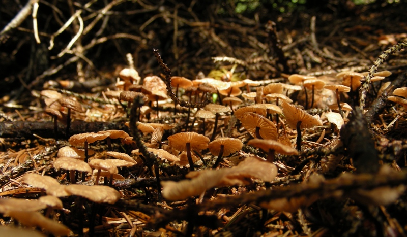 Facciamo due passi tra gli abeti