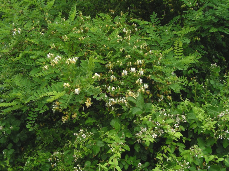 Lonicera japonica / Caprifoglio giapponese