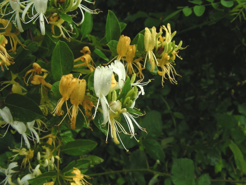 Lonicera japonica / Caprifoglio giapponese